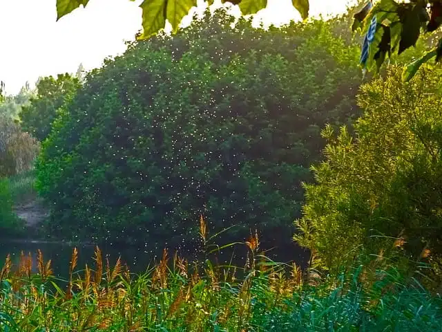 Are golf courses bad for the environment pests