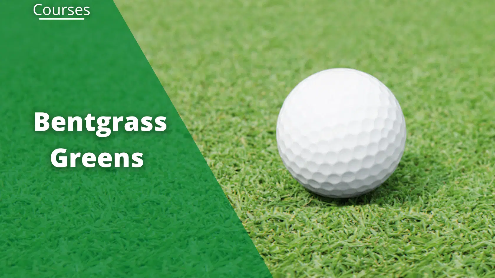 bentgrass greens